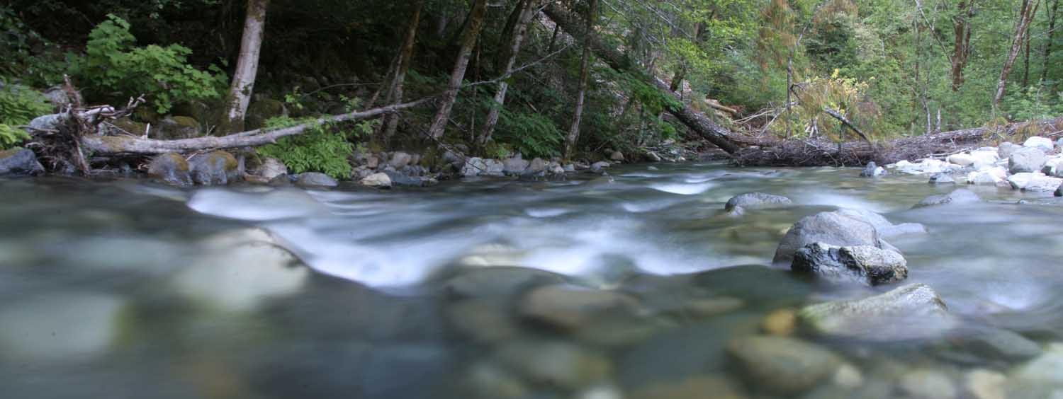 New report on Coho Salmon in the Smith River