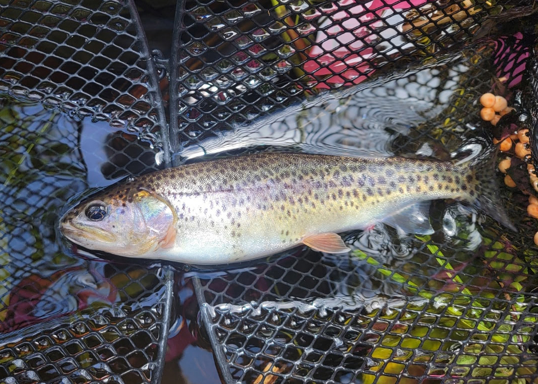Fans and supporters in Gold Beach Oregon welcome and appreciate Senator Wyden and Congresswoman Hoyle on July 29 for their work to protect the rivers of America’s Wild Rivers Coast.