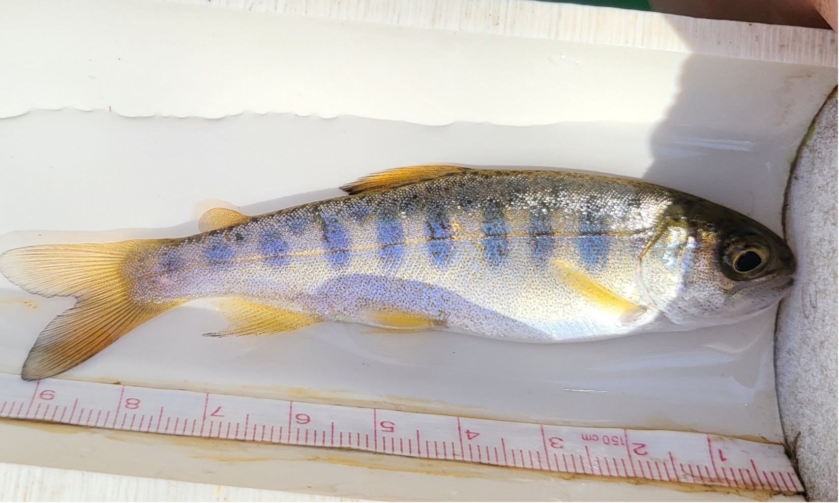 Coho Salmon Coho salmon fry detected at a coastal plain restoration site (Photo- Priscilla Winters)