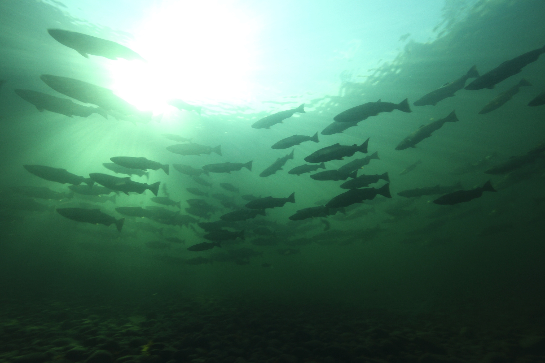 Fans and supporters in Gold Beach Oregon welcome and appreciate Senator Wyden and Congresswoman Hoyle on July 29 for their work to protect the rivers of America’s Wild Rivers Coast.